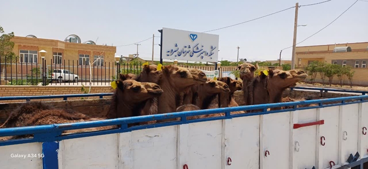 دام فاقد هویت بهداشتی یکی از راه های انتقال بیماری های دامی می باشد