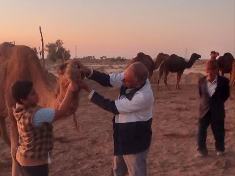 مناطق شترداری و گله های شتر شهرستان طبس تحت رصد و پایش و مراقبت فعال 