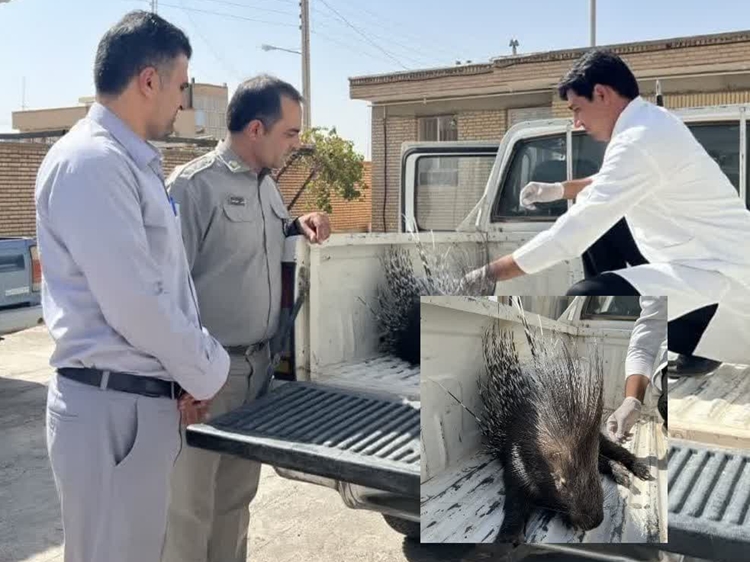 معاینه یک سر تشی در شبکه دامپزشکی سرایان 