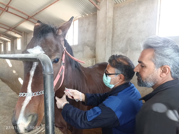 پایش بیماری مشمشه در مراکز پرورش اسب توسط شبکه دامپزشکی شهرستان بشرویه