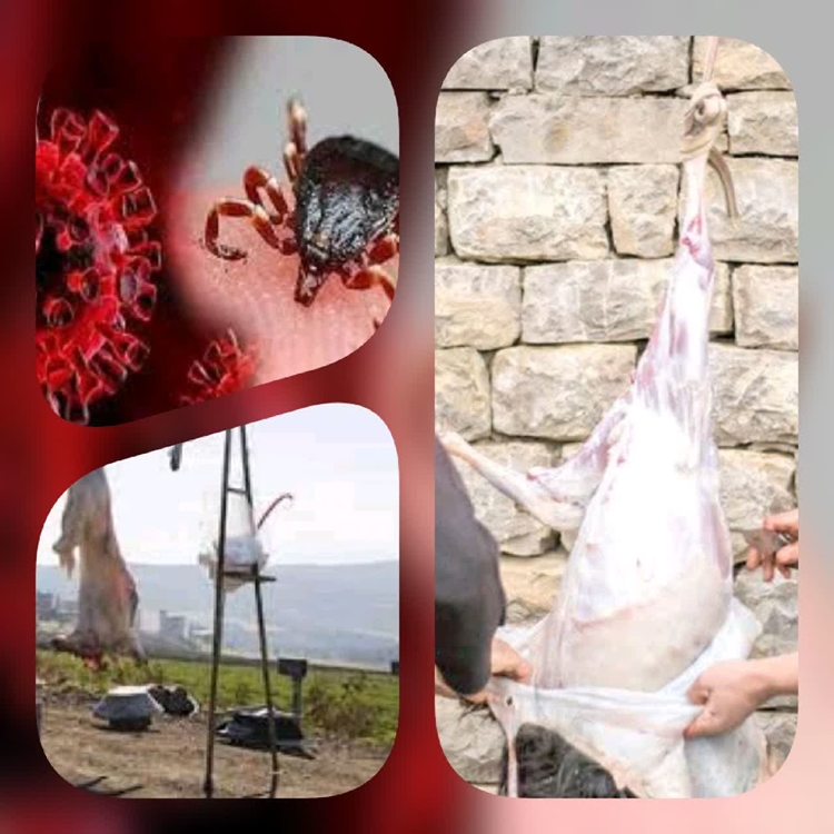 کشتار دام به صورت غیر مجاز عامل انتقال بیماری هاست