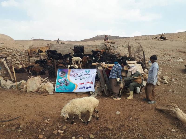 واکسیناسیون بیش از 110 هزار راس دام در بخش سرداران