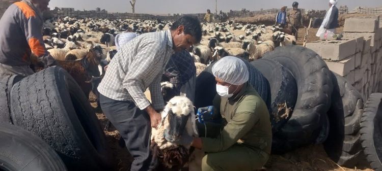  واکسیناسیون تب برفکی دام سبک و سنگین در شهرستان درمیان