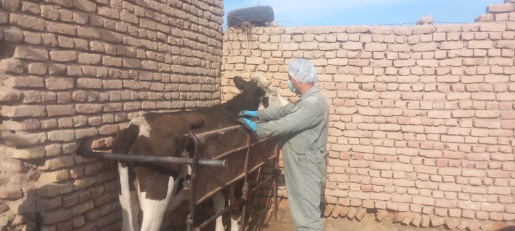 شهرستان درمیان عاری از بیماری تب برفکی می باشد