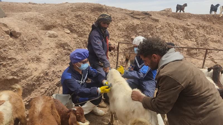 آغاز عملیات ایمن سازی دام سبک روستایی عشایری  شهرستان                                                                                   