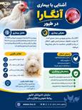 آشنایی با بیماری آنگارا در طیور 